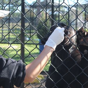 Black Jaguar Feeding