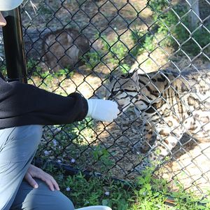 Ocelot Feeding