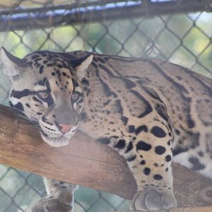 Clouded Leopard at Rest