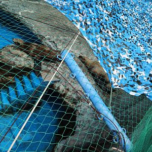 Steller's sea lion（Eumetopias jubatus）