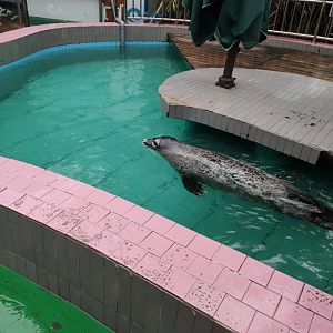 spotted seal (Phoca largha)