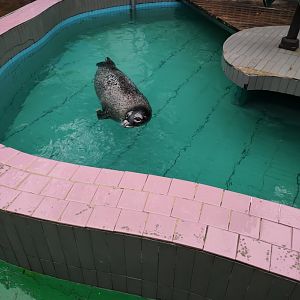 spotted seal (Phoca largha)