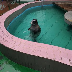 spotted seal (Phoca largha)