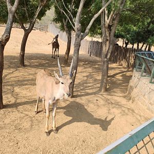 common eland (Taurotragus oryx)