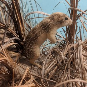 Thirteen lined ground squirrel (Ictidomys tridecemlineatus)