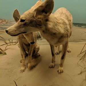 Coyote (Canis latrans)