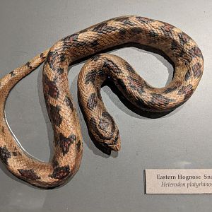 Eastern hognose snake (Heterodon platirhinos)