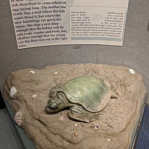 Kemp's ridley turtle (Lepidochelys kempii) replica with signage
