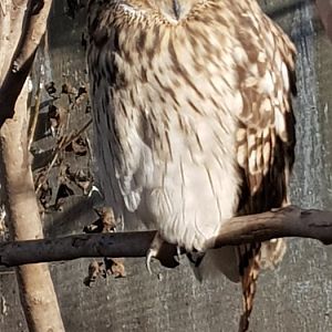 Short eared owl