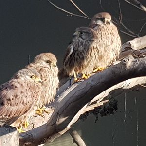 Common kestrels