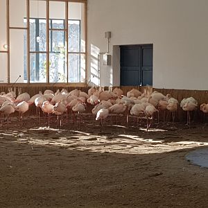 Flamingos winter quarters