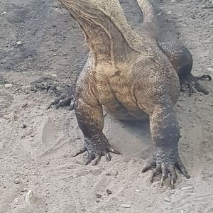 Komodo dragons