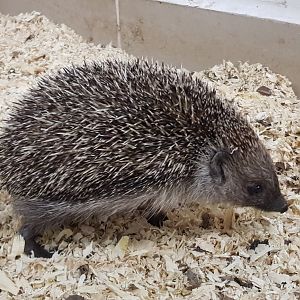 Hedgehog
