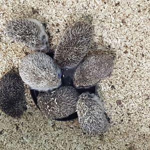 Hedgehogs