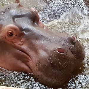 Common hippo