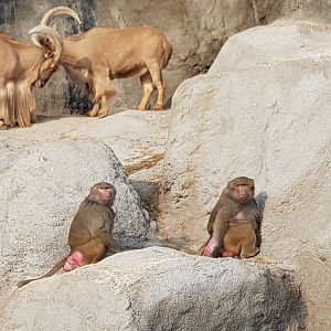 Barbary sheep and baboons