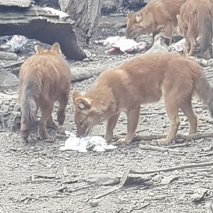 Dhole feeding