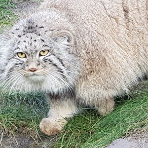 Pallas cat