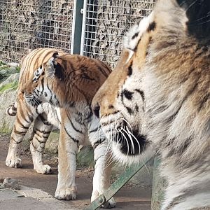 Siberian tigers
