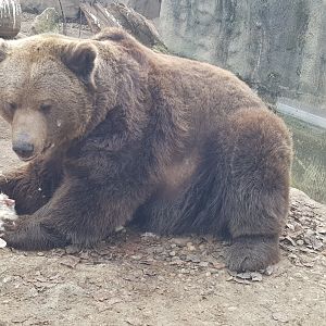 Brown bear