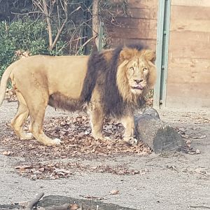 Asiatic lion