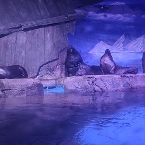 South American sea lion (Otaria flavescens）