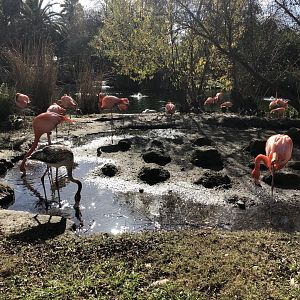 American flamingos