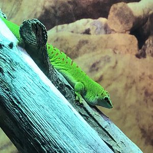 Madagascar giant day gecko