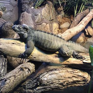 Rhinoceros iguana