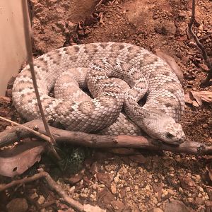 Santa Catalina rattlesnake