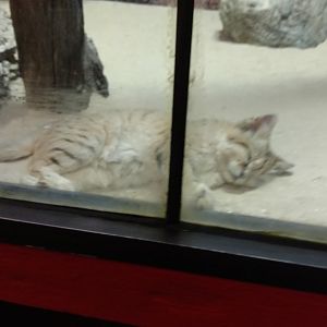 Sand Cat