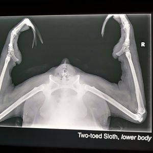 Two-Toed Sloth, Lower Half