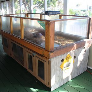 Gopher Tortoise Exhibit