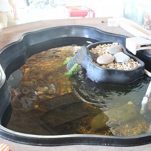 Turtle Pond