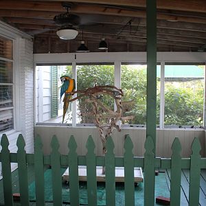 Macaw Exhibit