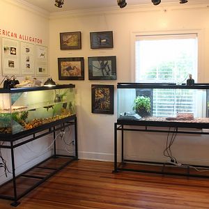 Reptile Exhibits (Juvenile American Alligator and Box Turtle)