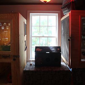 Nocturnal Room (Virginia Opossum & Screech Owl)