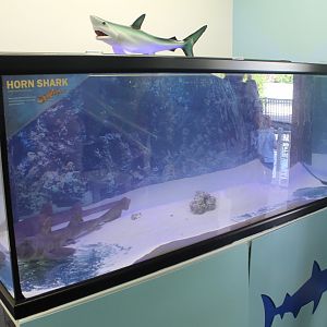 Horn Shark & Blue Grey Carpet Shark Tank