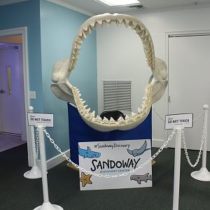 Teeth Display