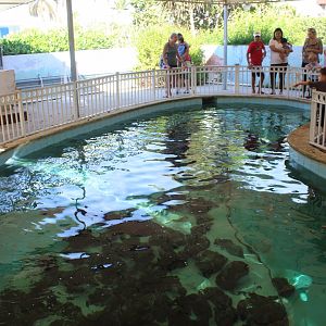 Nurse Shark Pool