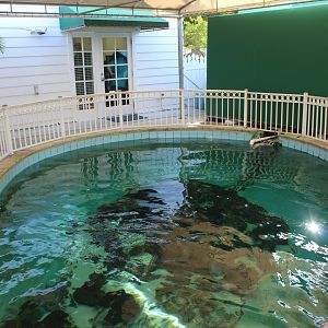 Nurse Shark Pool