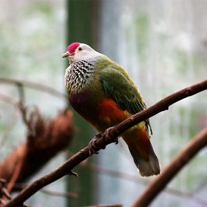 Mariana fruit dove