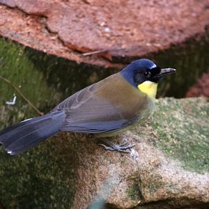 Blue-crowned laughingthrush