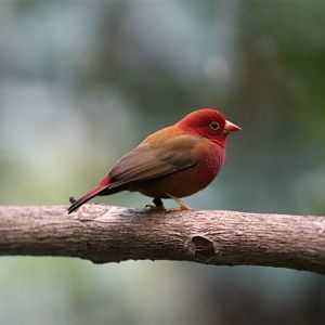 African firefinch (Lagonosticta rubricata)
