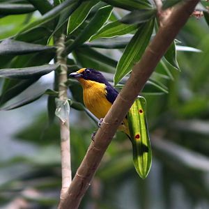 Violaceous euphonia