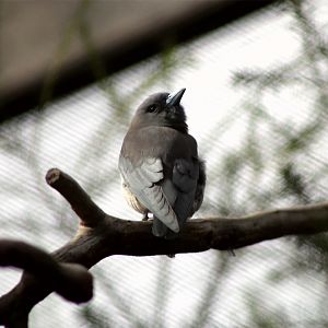 White-breasted woodswallow (Artamus leucorynchus)
