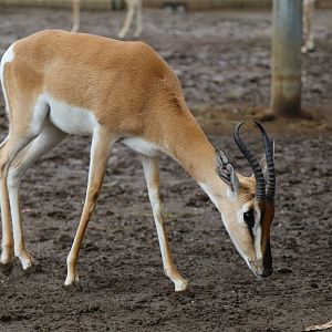 Soemmerring's gazelle