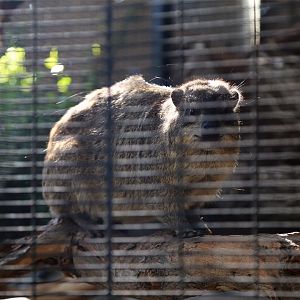 Yellow-spotted rock hyrax (Heterohyrax brucei)