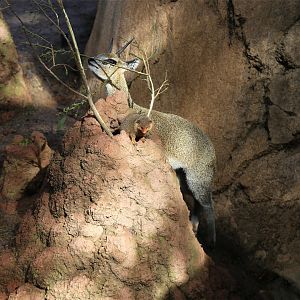 Klipspringer and Dwarf Mongoose
