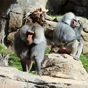 Hamadryas baboon